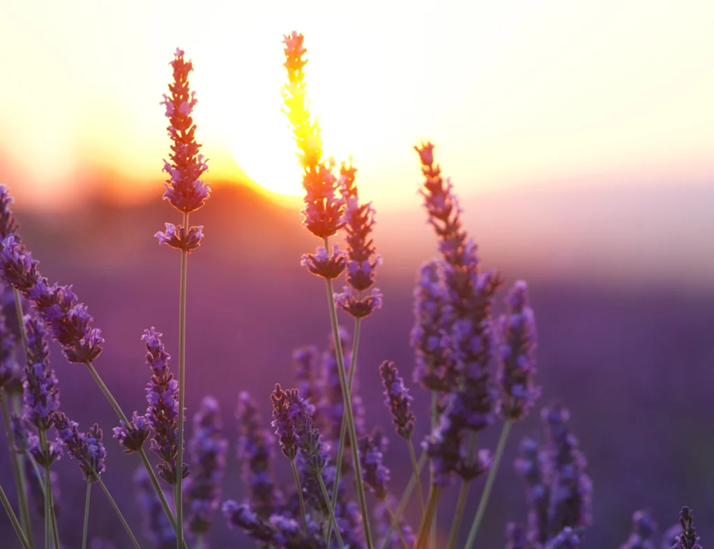 lavender