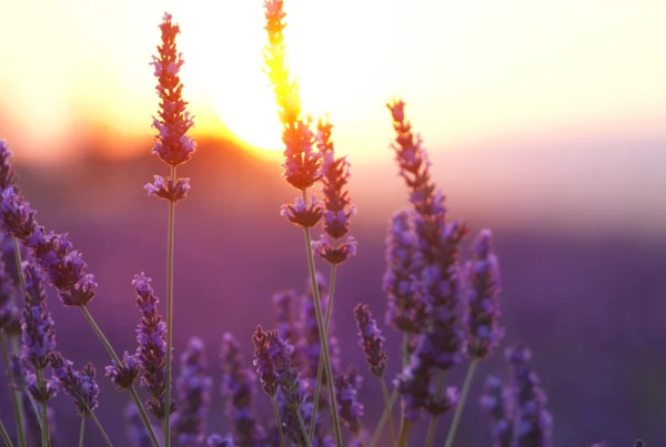 lavender