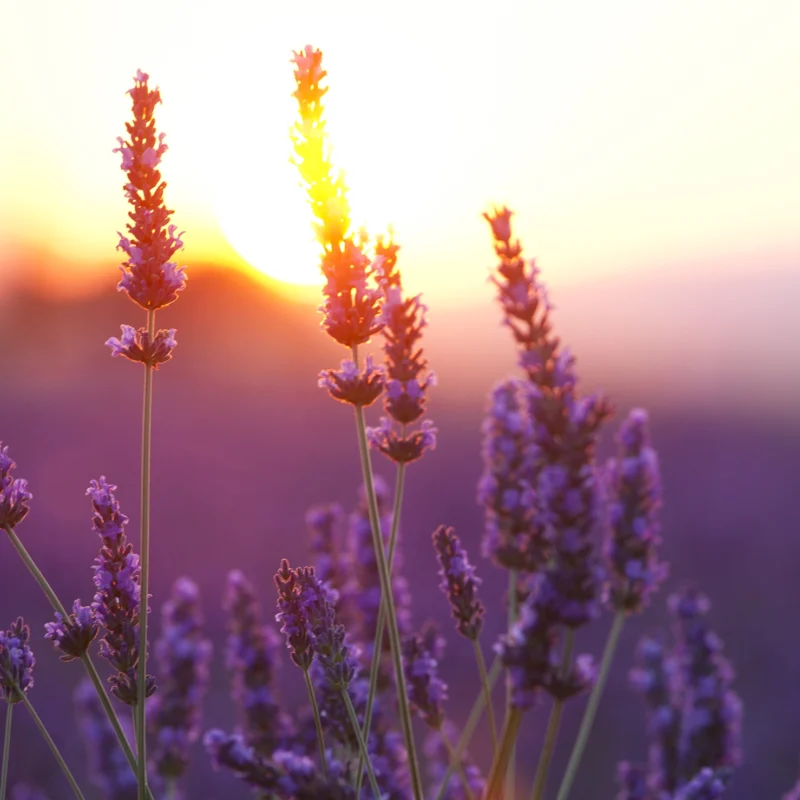 lavender